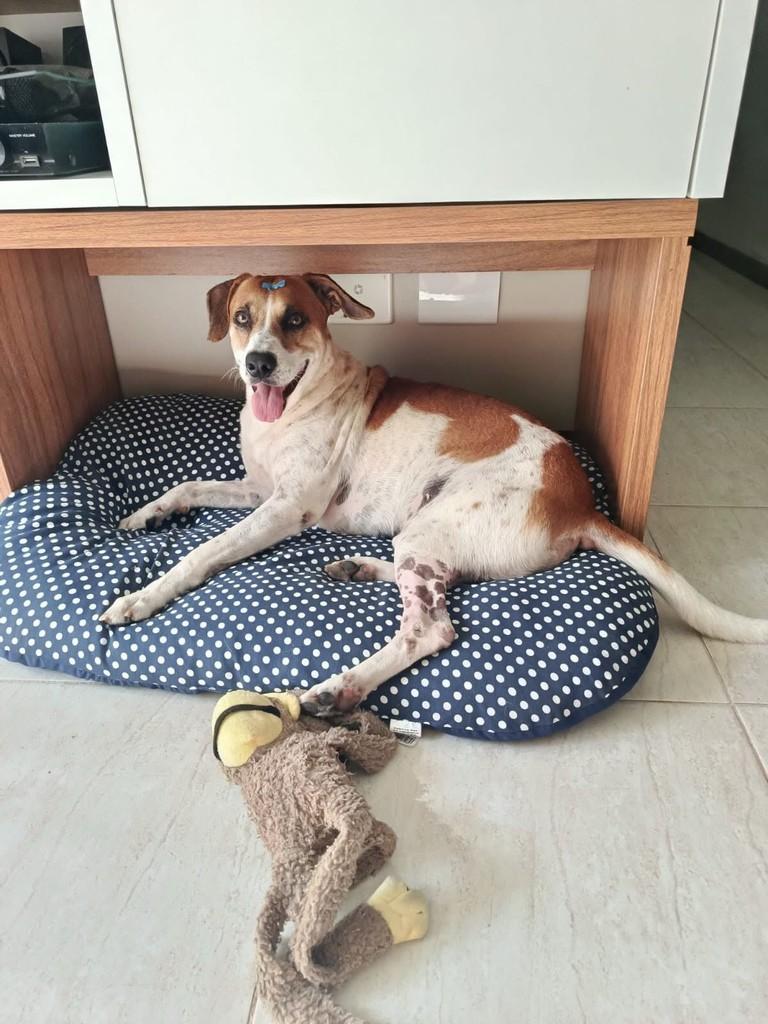 Apollo, cachorro de porte médio para adoção em Vitória - ES — foto 3 de 6