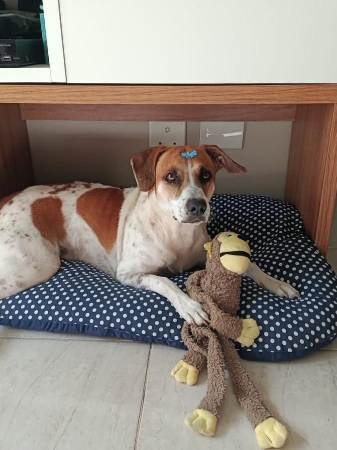 Apollo, cachorro de porte médio para adoção em Vitória - ES — foto 4 de 6