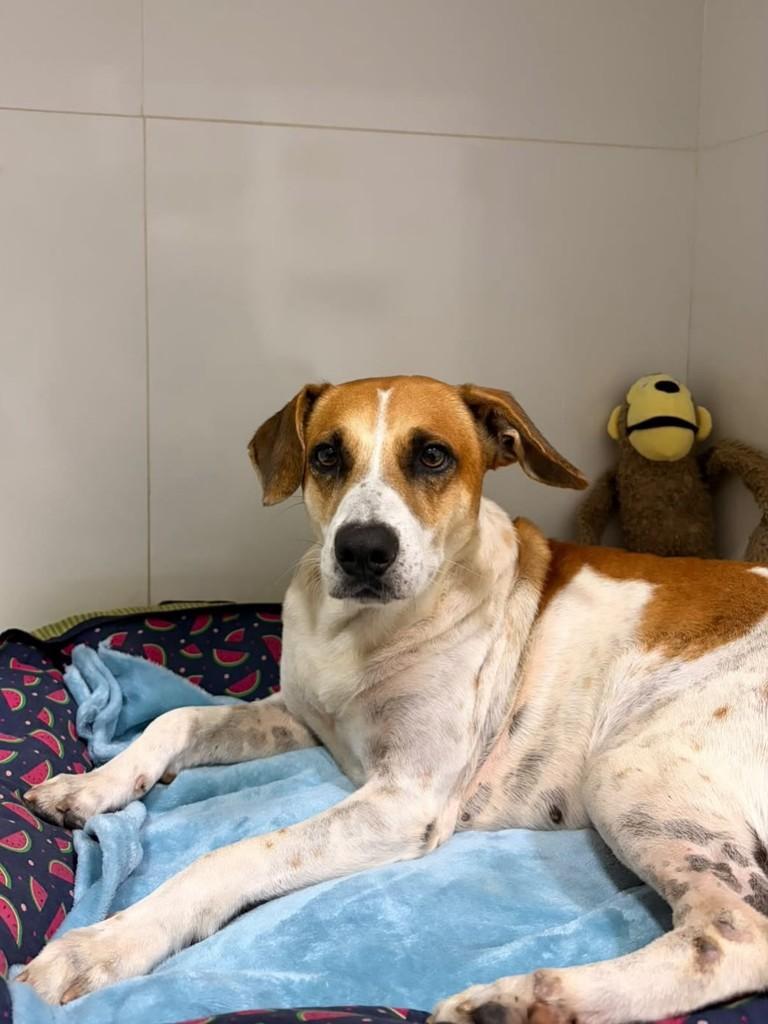 Apollo, cachorro de porte médio para adoção em Vitória - ES — foto 5 de 6