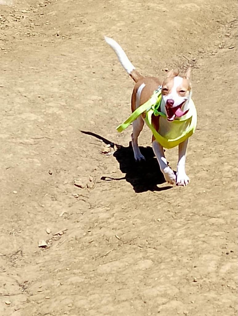 Lara, cachorro de porte pequeno para adoção em Serra Grande - PB