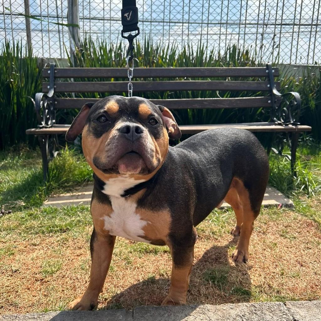 Zeus, cachorro de porte médio para adoção em Vinhedo - SP