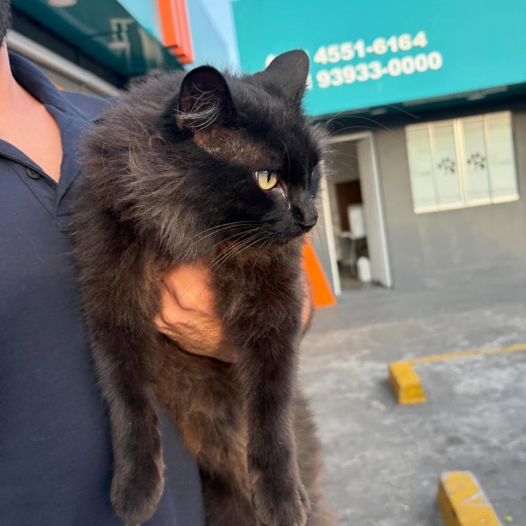 Grandão, gato de porte grande para adoção em Vinhedo - SP
