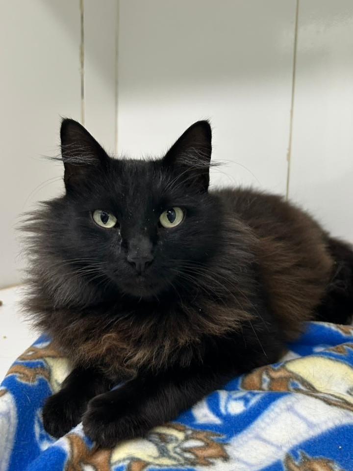 Harry, gato de porte médio para adoção em Vinhedo - SP