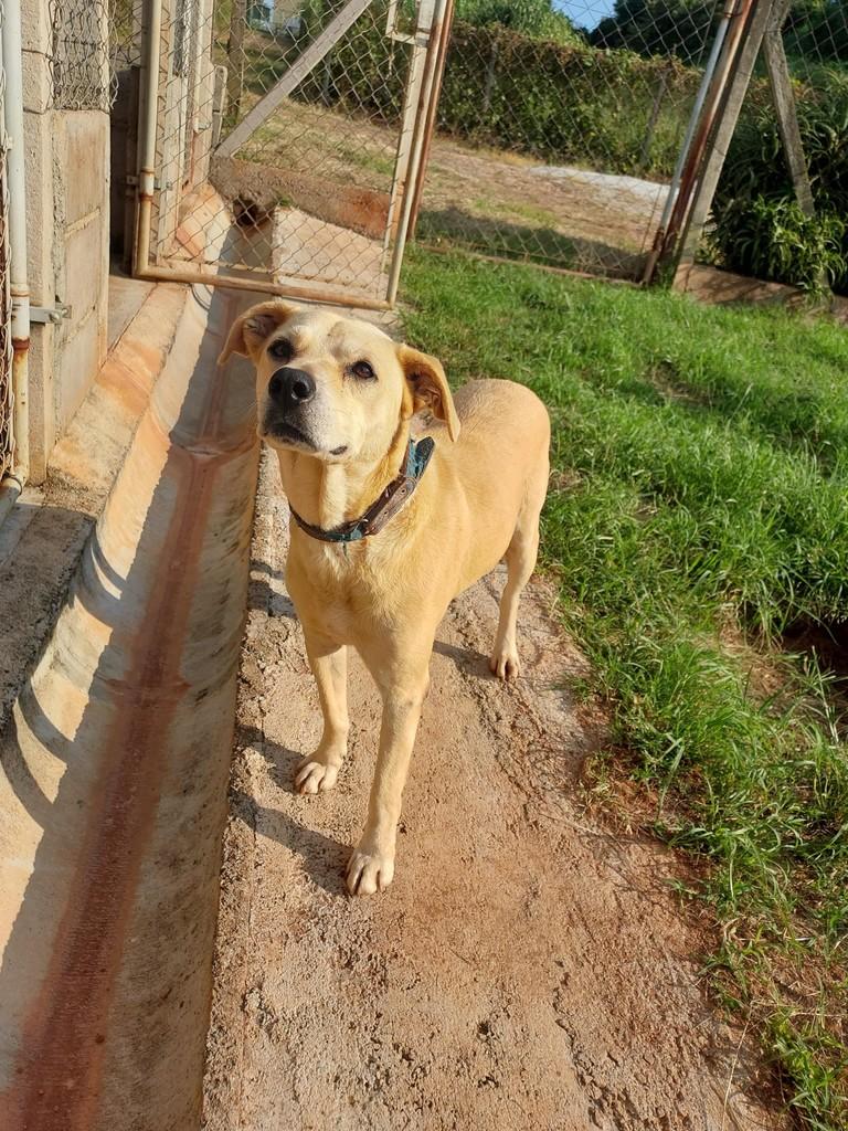 Stuart, cachorro de porte médio para adoção em Vinhedo - SP