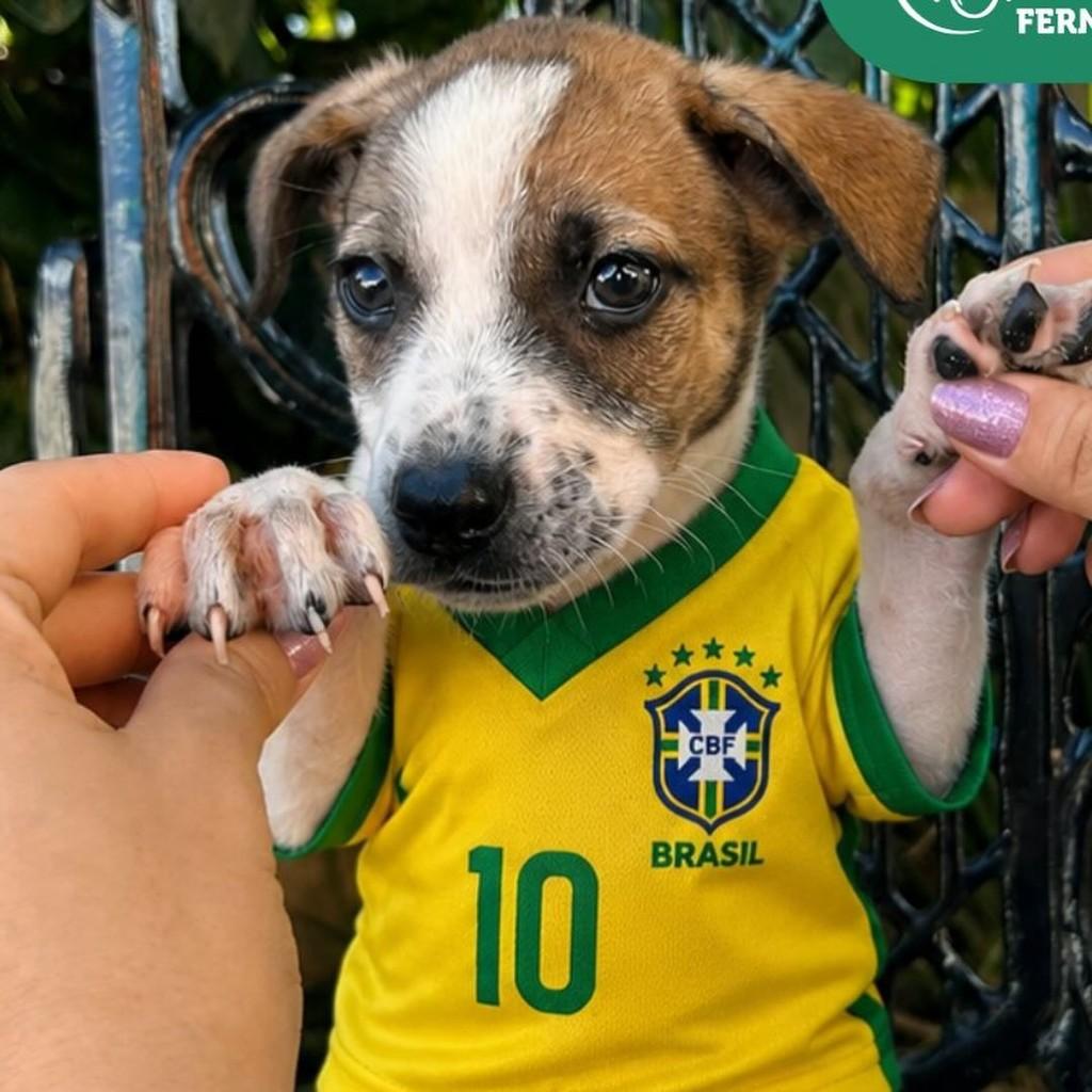 Felicia, cachorro de porte pequeno para adoção em Vinhedo - SP
