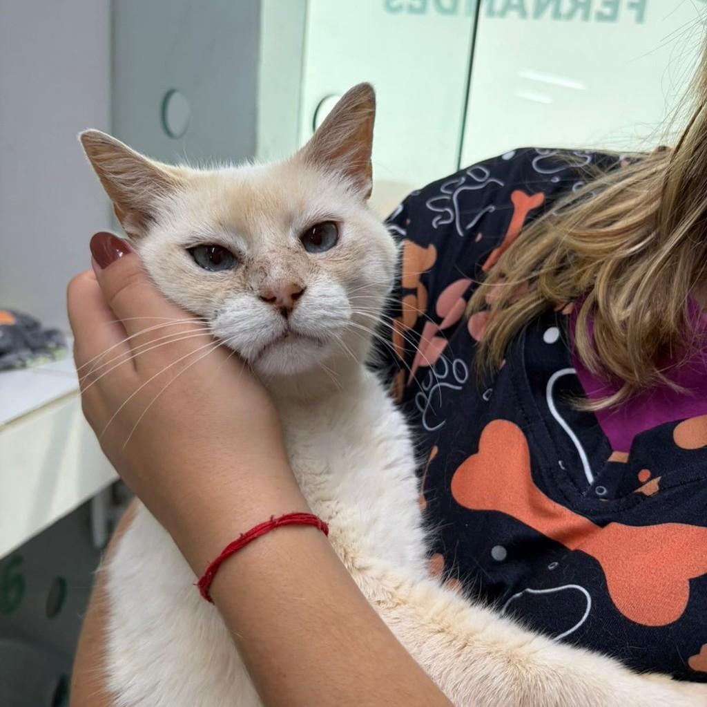 Antonio, gato de porte médio para adoção em Vinhedo - SP