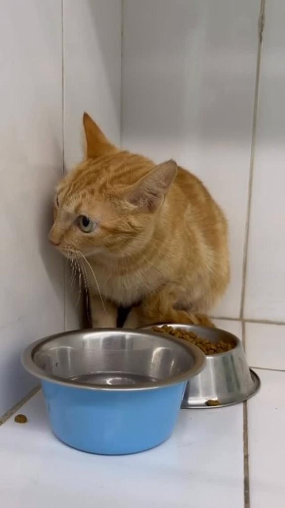Tangerina, gato de porte pequeno para adoção em Vinhedo - SP
