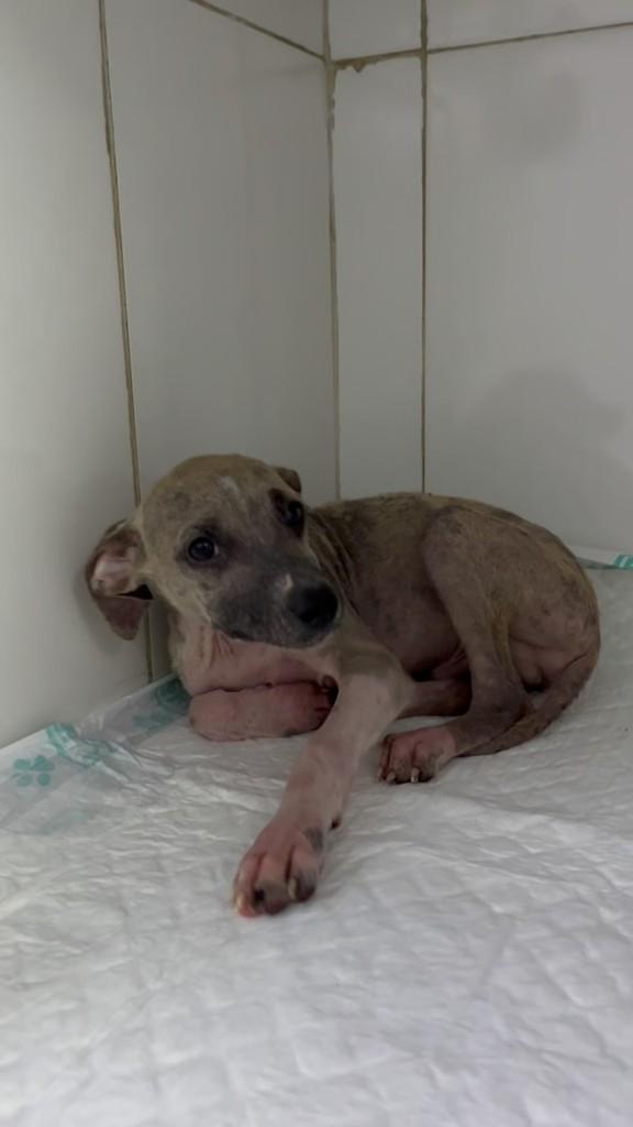 Roberto, cachorro de porte pequeno para adoção em Vinhedo - SP