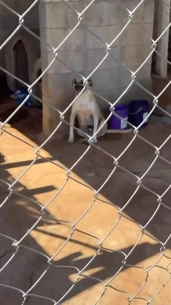 Carlos, cachorro de porte pequeno para adoção em Vinhedo - SP