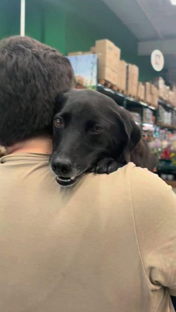 Roberto Carlos, cachorro de porte médio para adoção em Vinhedo - SP