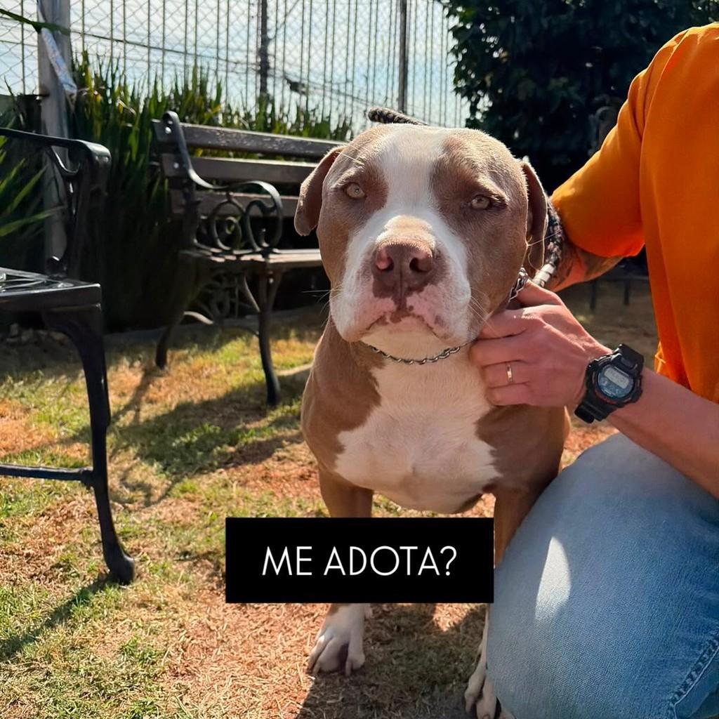Luigi, cachorro de porte grande para adoção em Cotia - SP