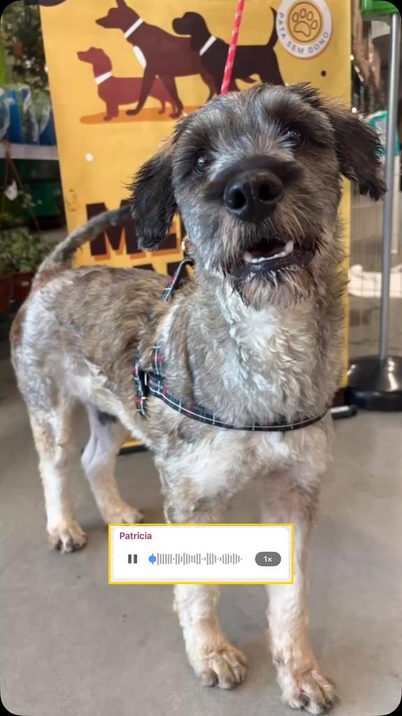 Chapolin, cachorro de porte médio para adoção em Vinhedo - SP