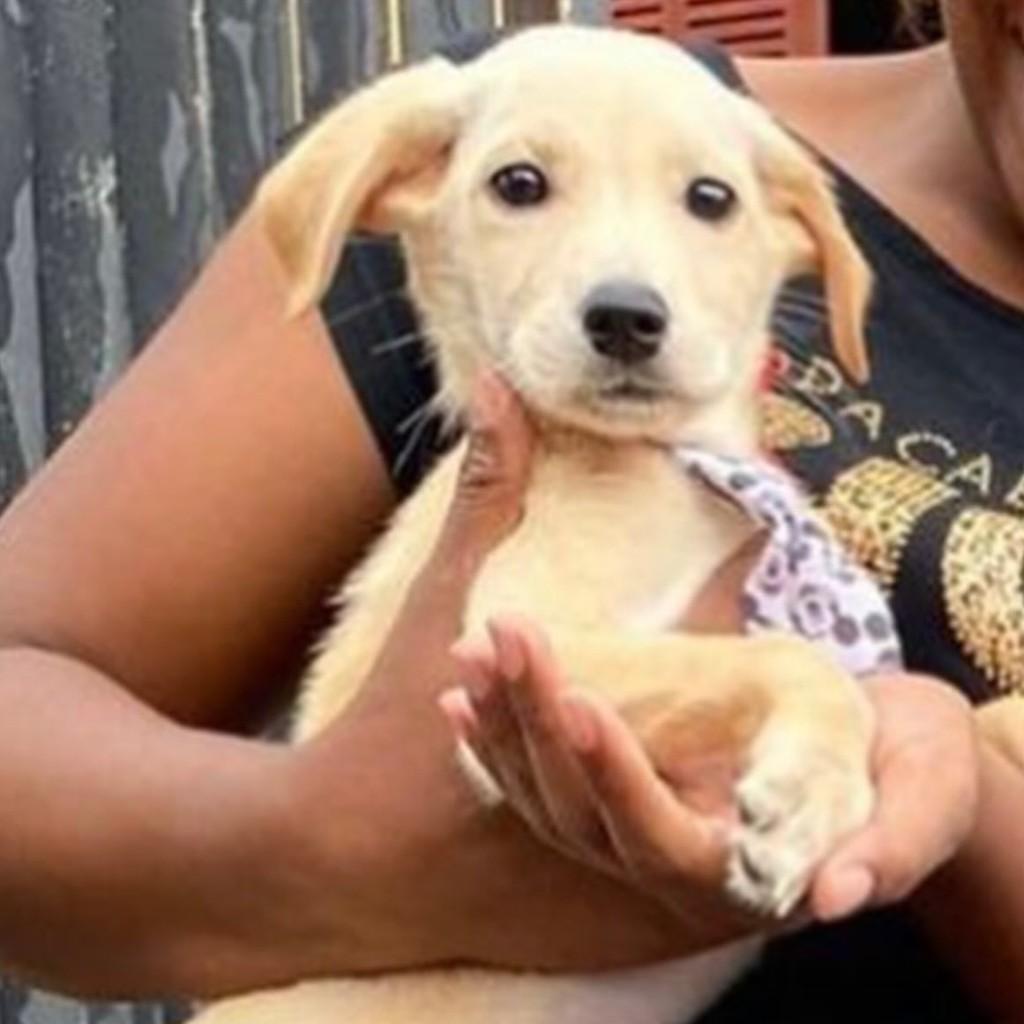 Marv, cachorro para adoção em Vinhedo - SP