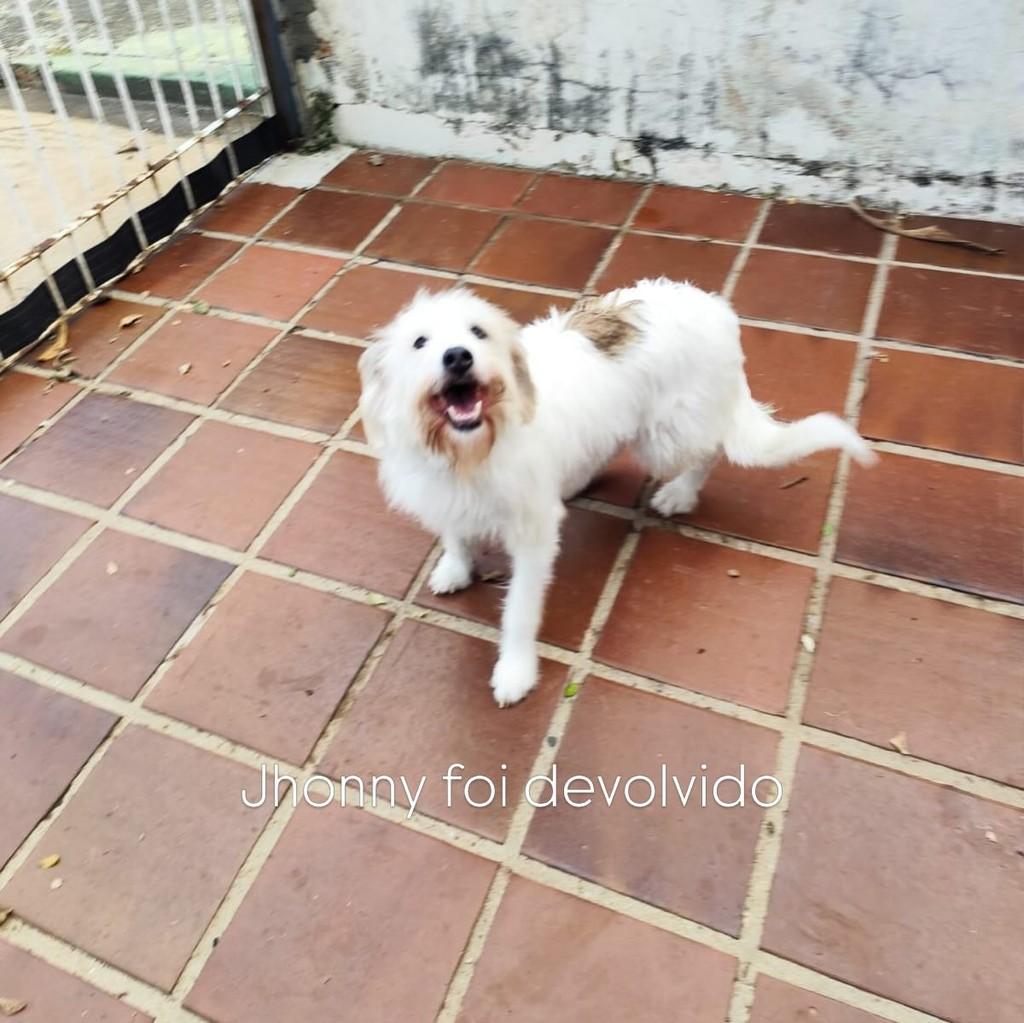 Jhonny, cachorro de porte médio para adoção em Vinhedo - SP