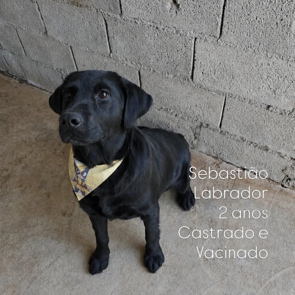 Sebastião, cachorro de porte grande para adoção em Vinhedo - SP
