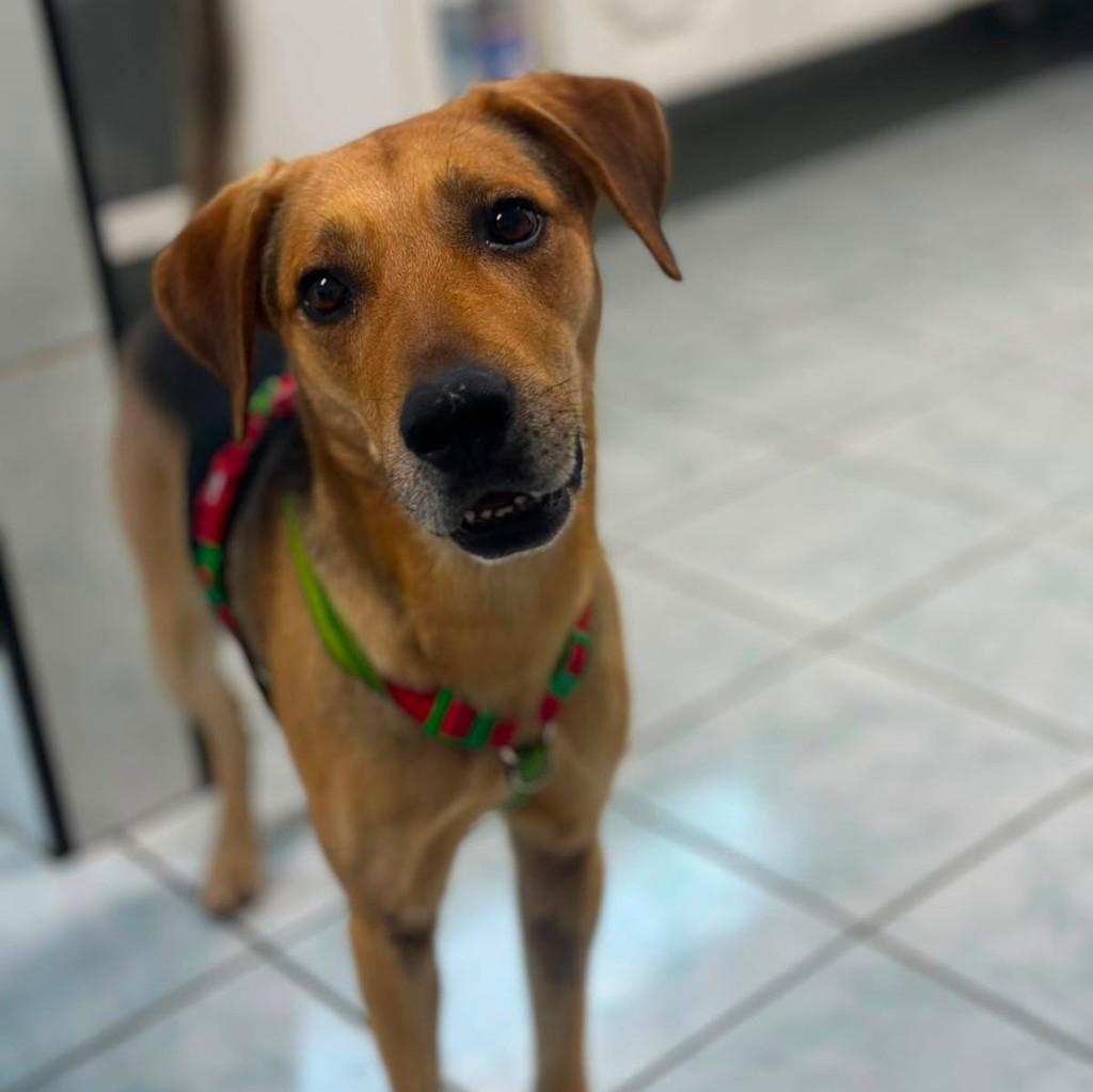 Spike, cachorro de porte médio para adoção em Vinhedo - SP