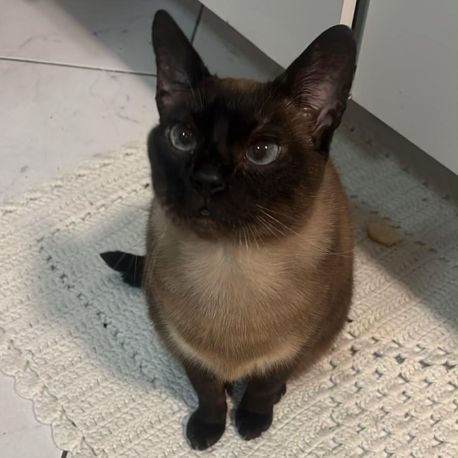 Blu, gato de porte pequeno para adoção em Vinhedo - SP