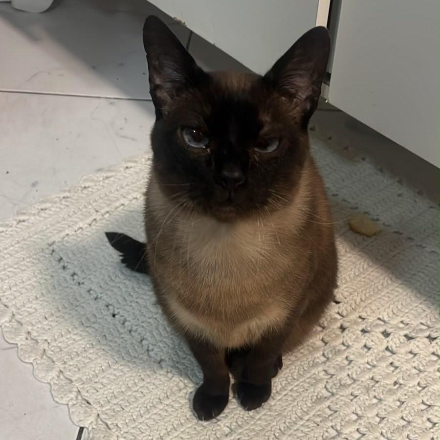 Blu, gato de porte pequeno para adoção em Vinhedo - SP — foto 2 de 3