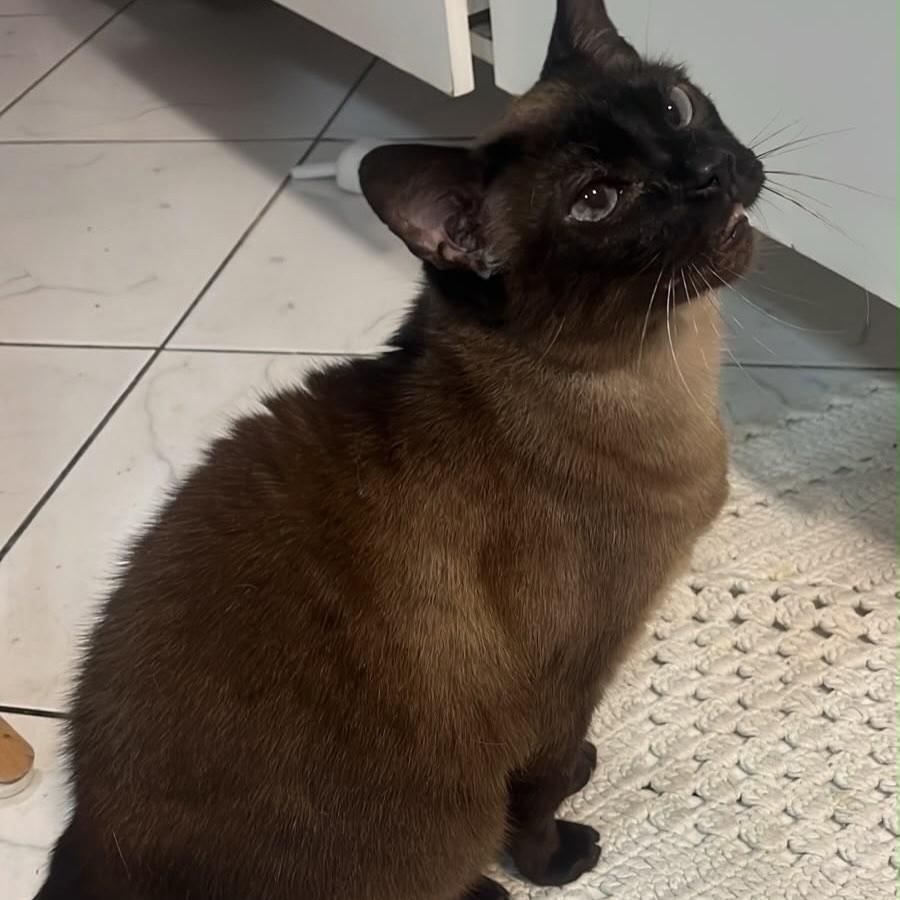 Blu, gato de porte pequeno para adoção em Vinhedo - SP — foto 3 de 3