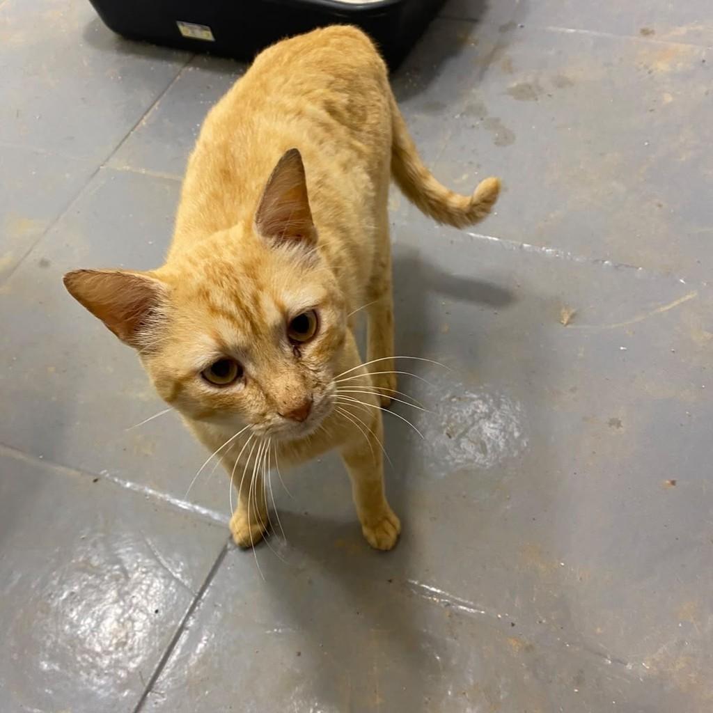 Chico, gato de porte médio para adoção em Vinhedo - SP