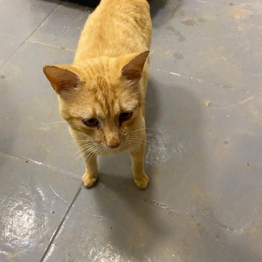 Chico, gato de porte médio para adoção em Vinhedo - SP — foto 2 de 2