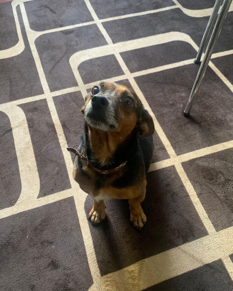 Juca, cachorro de porte pequeno para adoção em Horizontina - RS