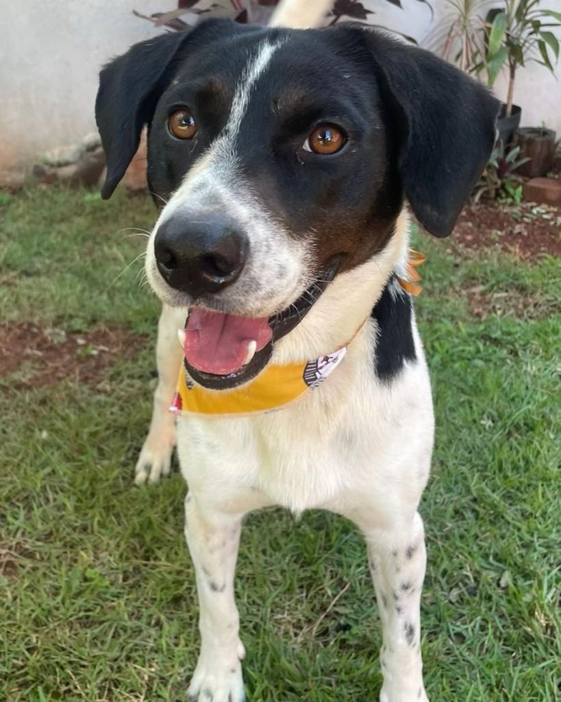 Pintado, cachorro de porte médio para adoção em Horizontina - RS