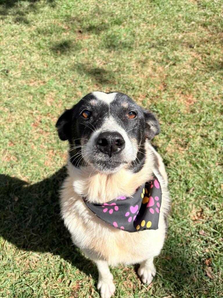 Leti, cachorro de porte médio para adoção em Horizontina - RS
