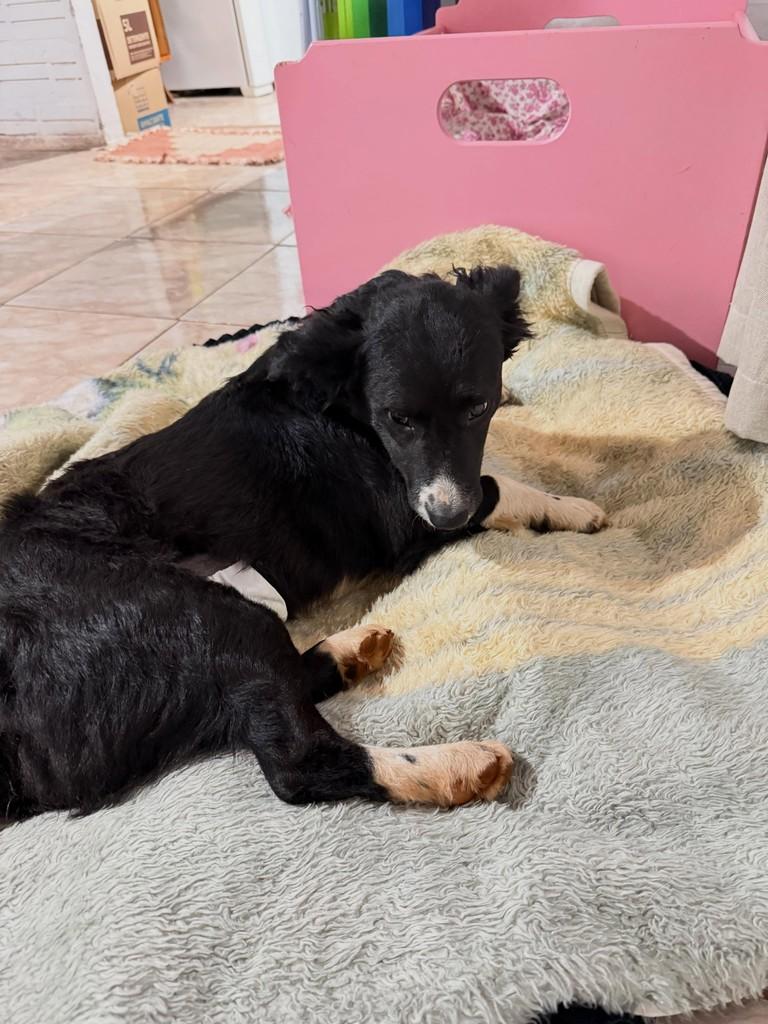 Cachorrinha, cadela de porte médio para adoção em Horizontina - RS