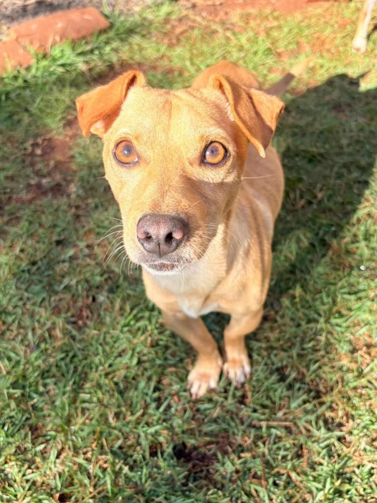 Marronzinho, cachorro de porte pequeno para adoção em Horizontina - RS