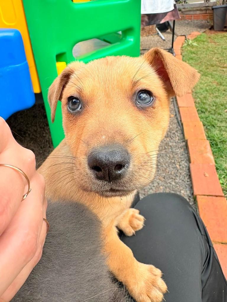 Caramelo, cachorro de porte médio para adoção em Horizontina - RS