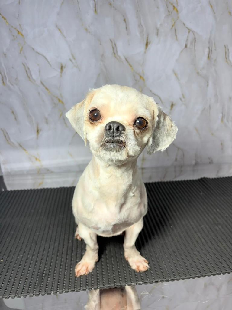 Joaquim, cachorro de porte pequeno para adoção em Horizontina - RS