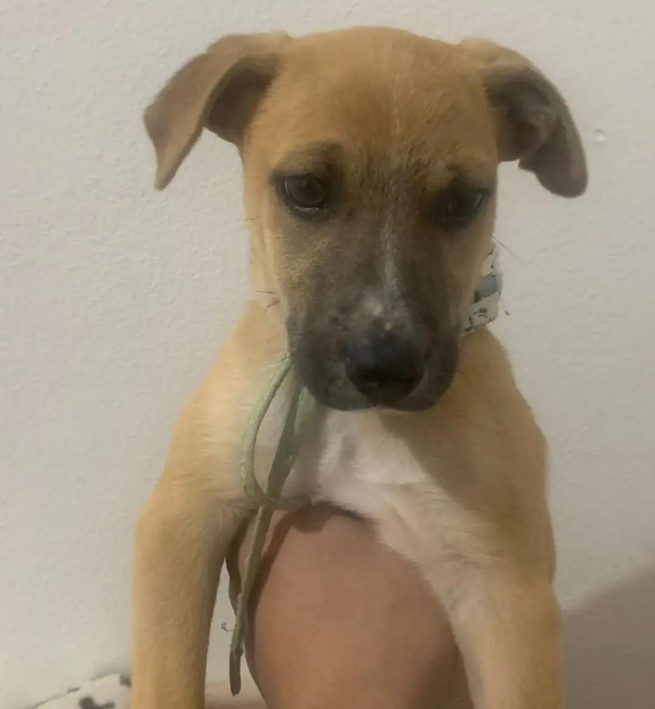 Júnior, cachorro de porte pequeno para adoção em Horizontina - RS