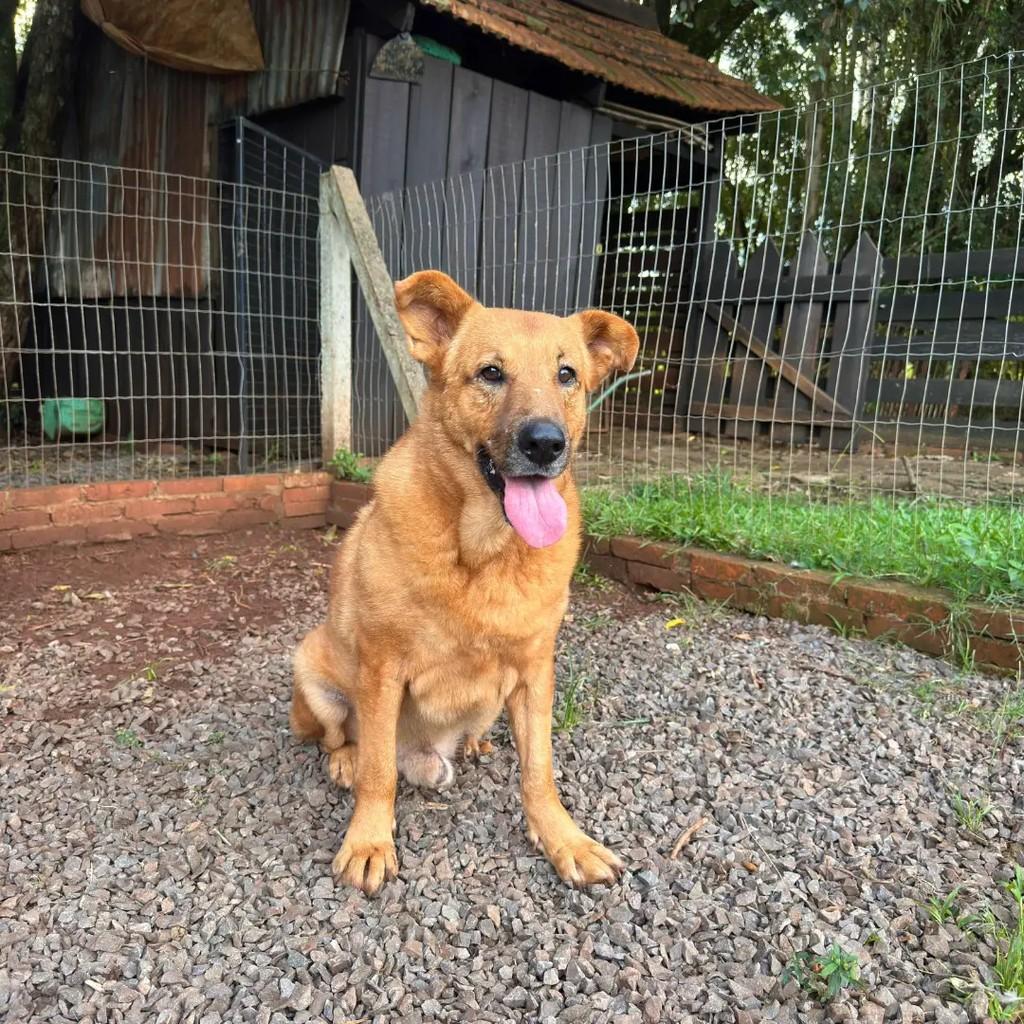 Théo, cachorro de porte médio para adoção em Horizontina - RS