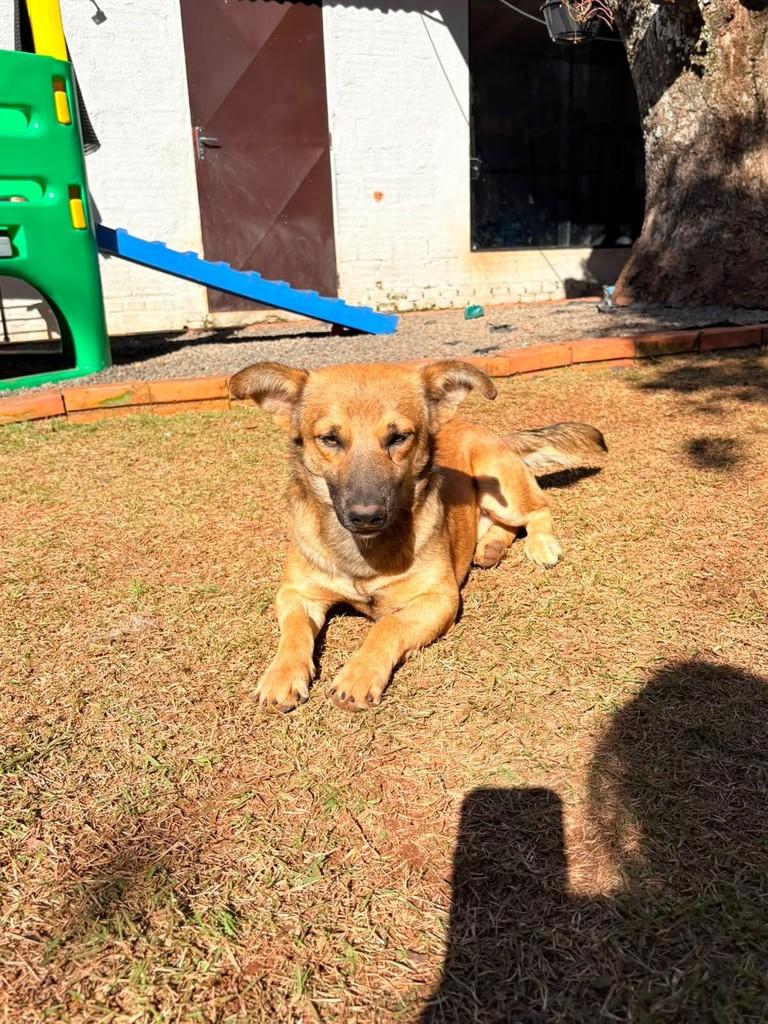 Urso, cachorro de porte pequeno para adoção em Horizontina - RS