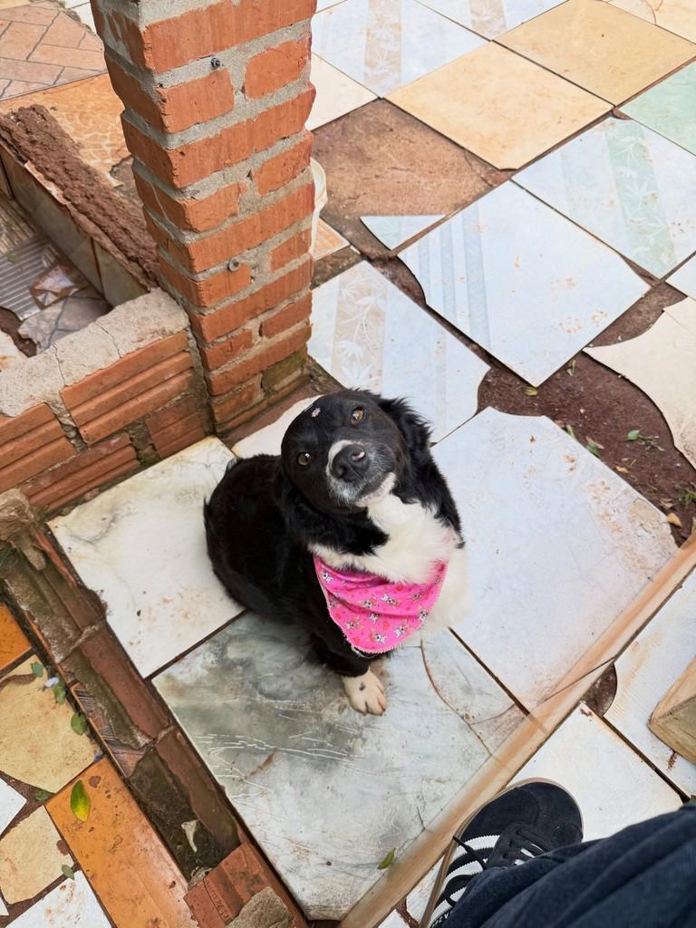 Ursa, cadela de porte pequeno para adoção em Horizontina - RS