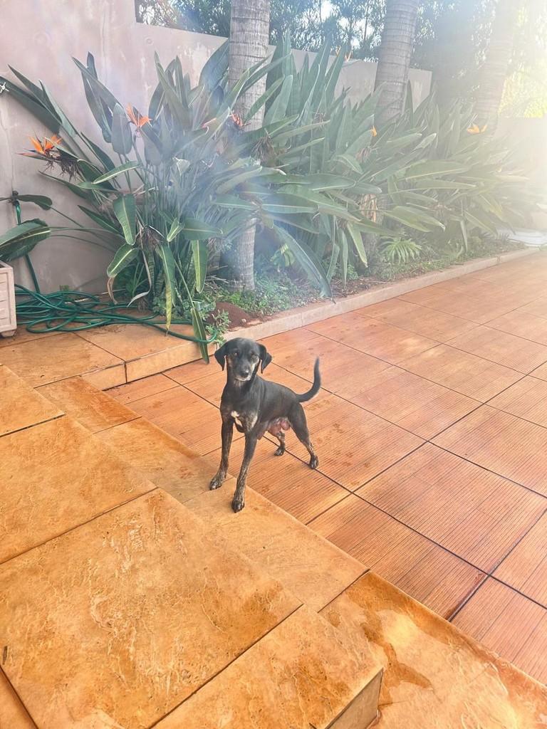 Nossa mamãe, cadela de porte pequeno para adoção em Horizontina - RS