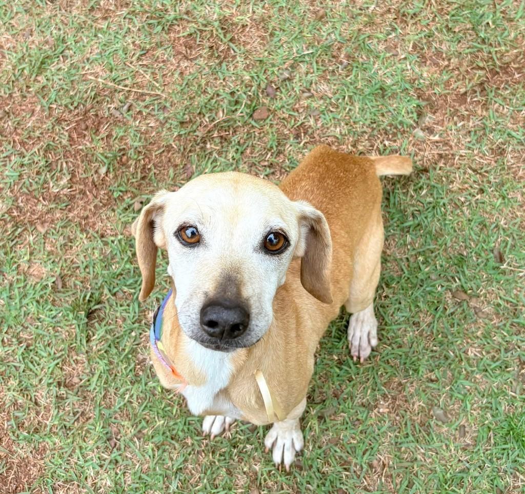 Mocinha, cadela de porte pequeno para adoção em Horizontina - RS