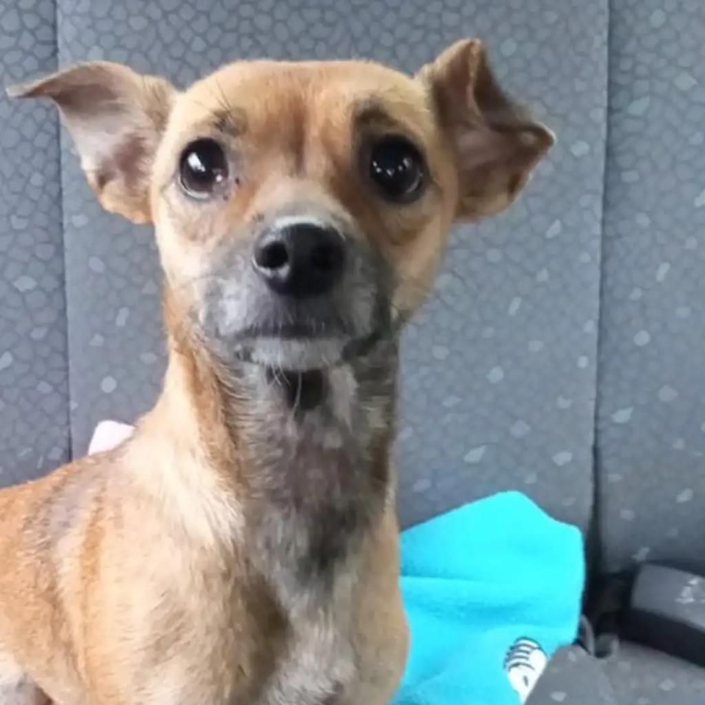 Lilo, cadela de porte pequeno para adoção em Horizontina - RS