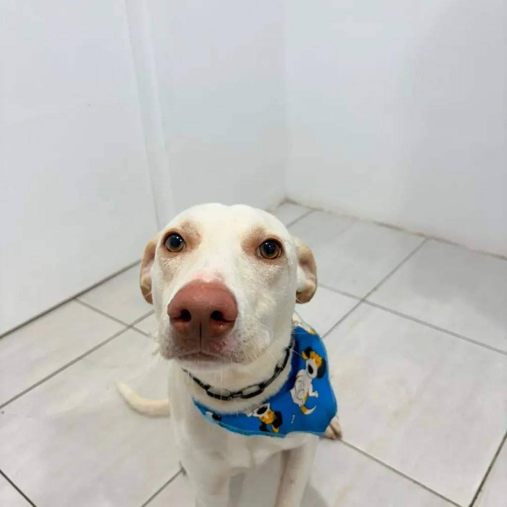 Guapo, cachorro de porte grande para adoção em Horizontina - RS