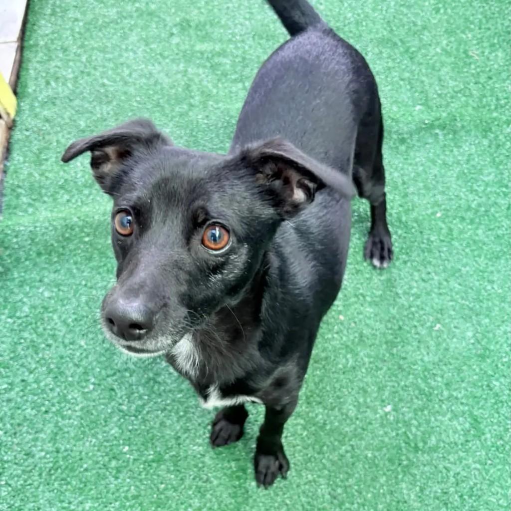 Preto, cachorro de porte pequeno para adoção em Horizontina - RS