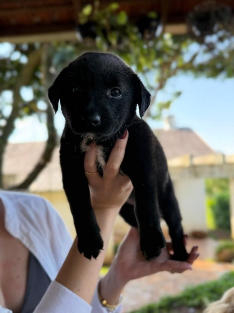 Pretinha, cachorro de porte pequeno para adoção em Horizontina - RS