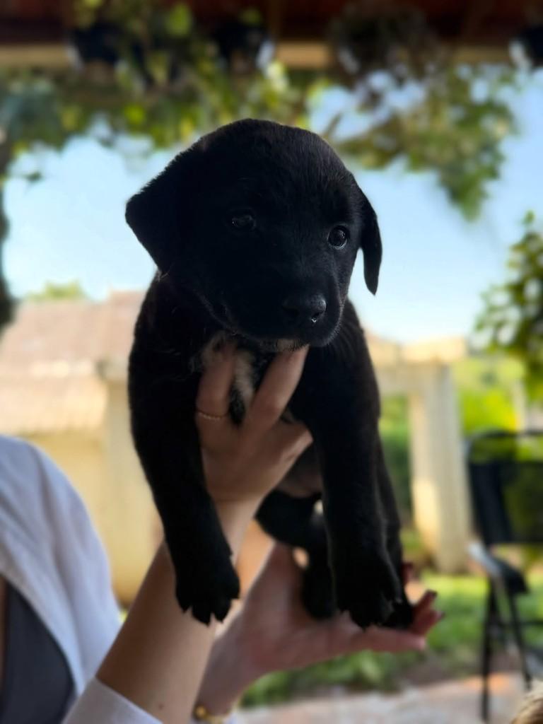 Pretinha, cachorro de porte pequeno para adoção em Horizontina - RS — foto 2 de 3