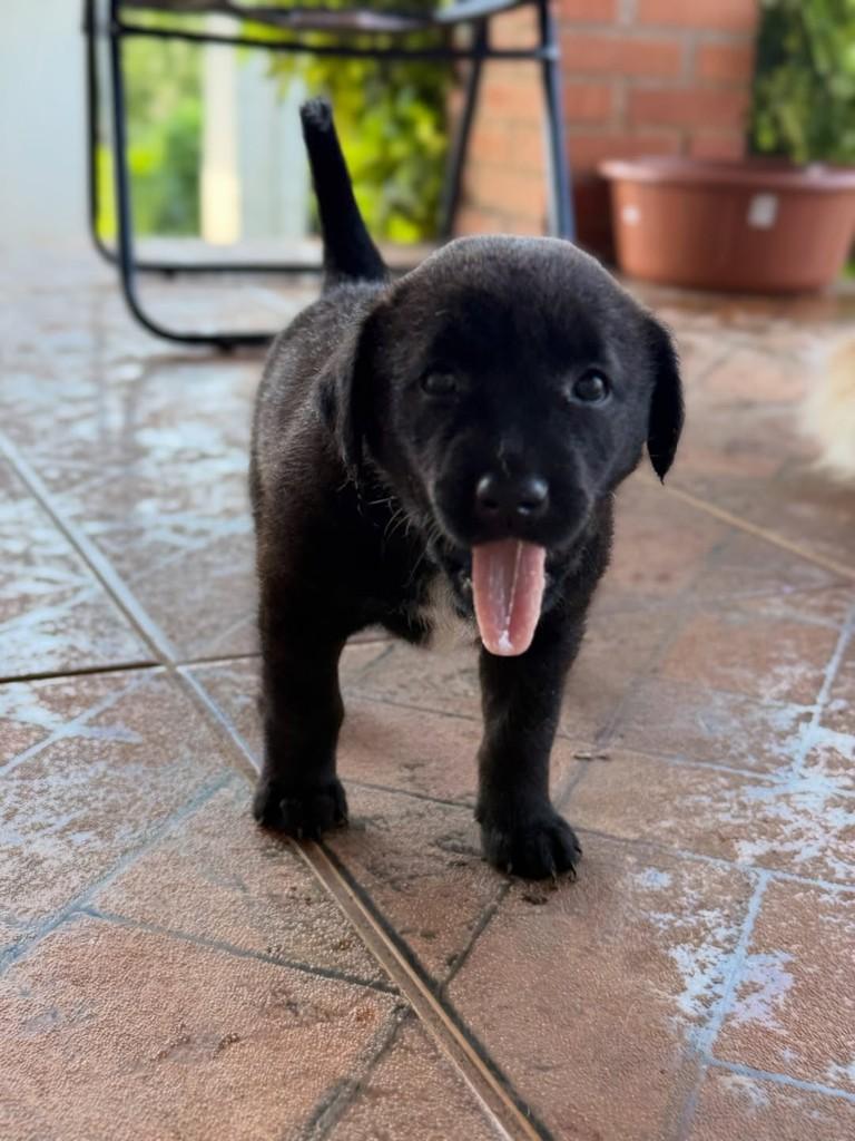 Pretinha, cachorro de porte pequeno para adoção em Horizontina - RS — foto 3 de 3