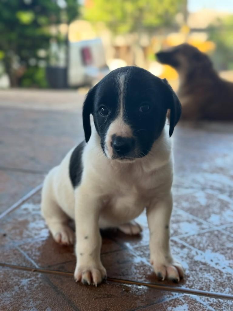 Mini Pintadinha, cadela de porte pequeno para adoção em Horizontina - RS