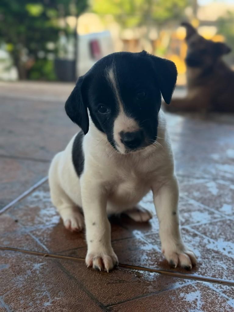 Mini Pintadinha, cadela de porte pequeno para adoção em Horizontina - RS — foto 2 de 2