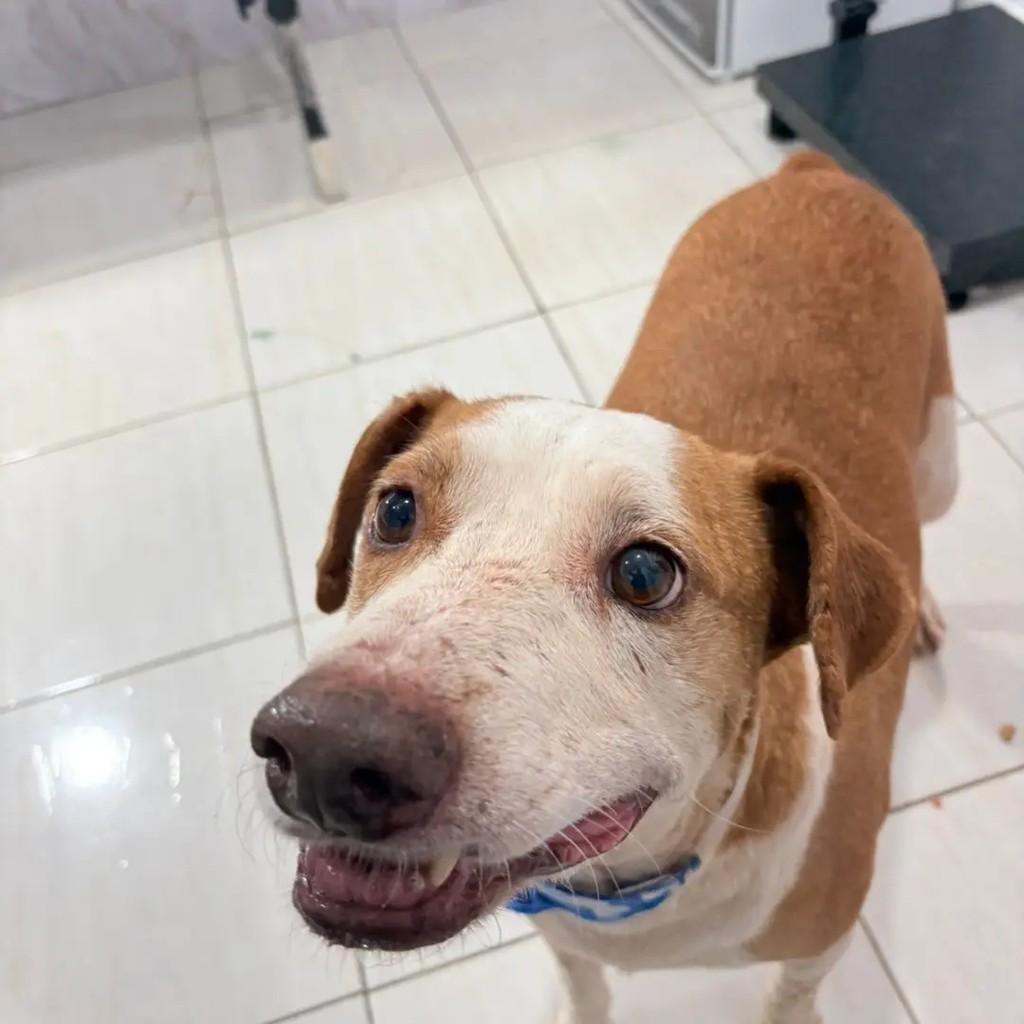 Bob, cachorro de porte médio para adoção em Horizontina - RS