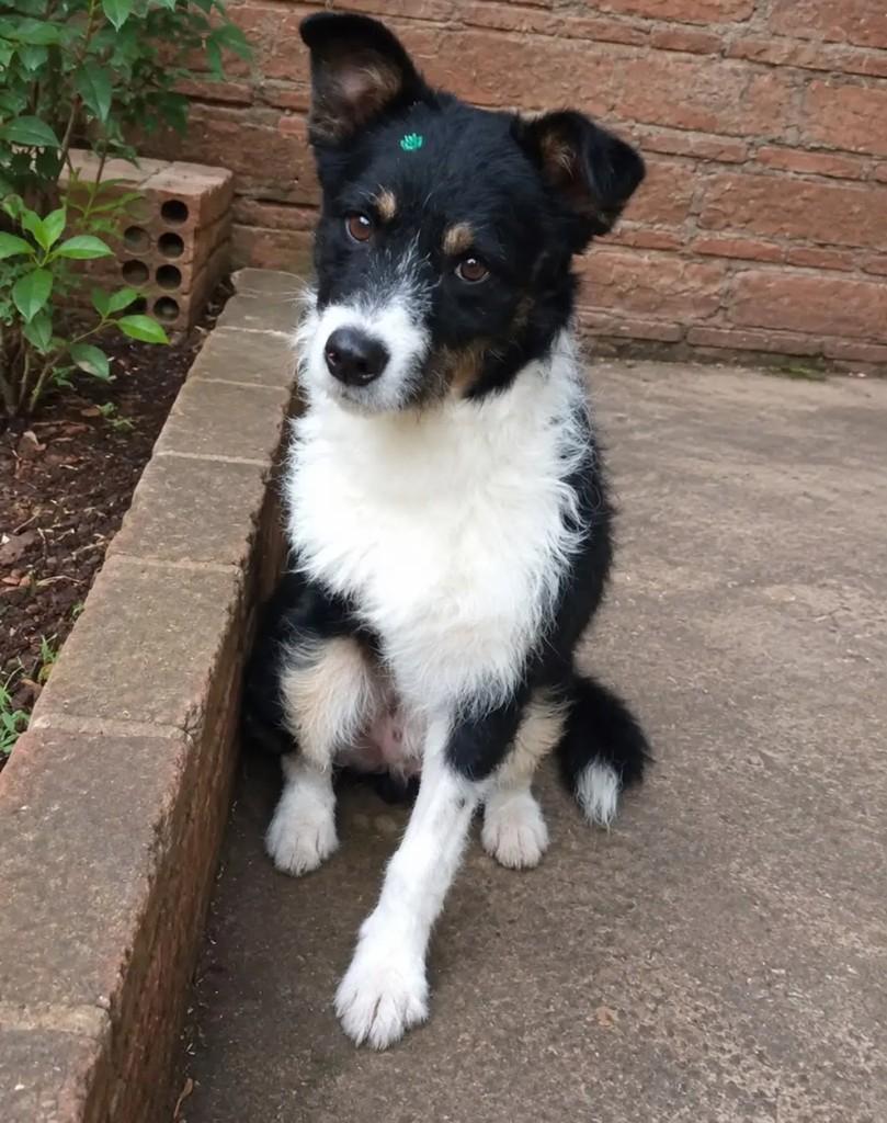 Thor, cachorro de porte pequeno para adoção em Horizontina - RS