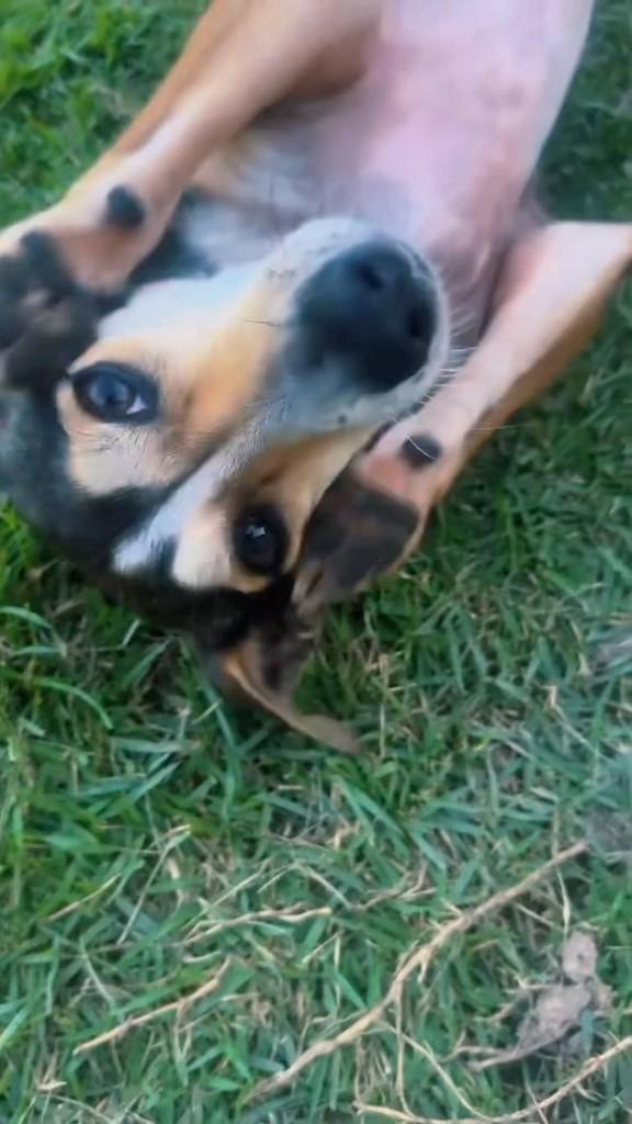 Vitório, cachorro de porte médio para adoção em Entre Rios - BA