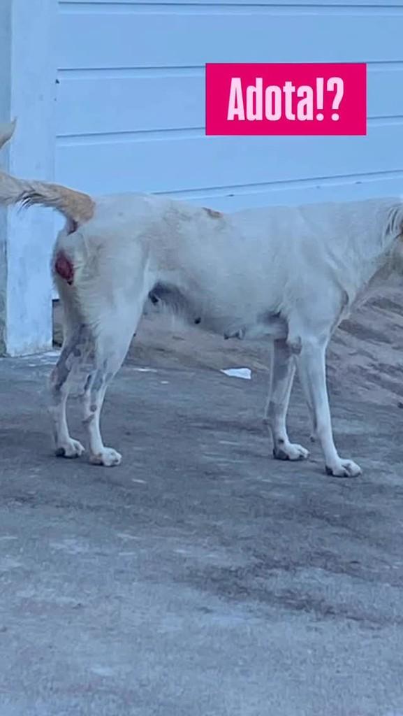 Branquinha, cachorro de porte médio para adoção em Carpina - PE
